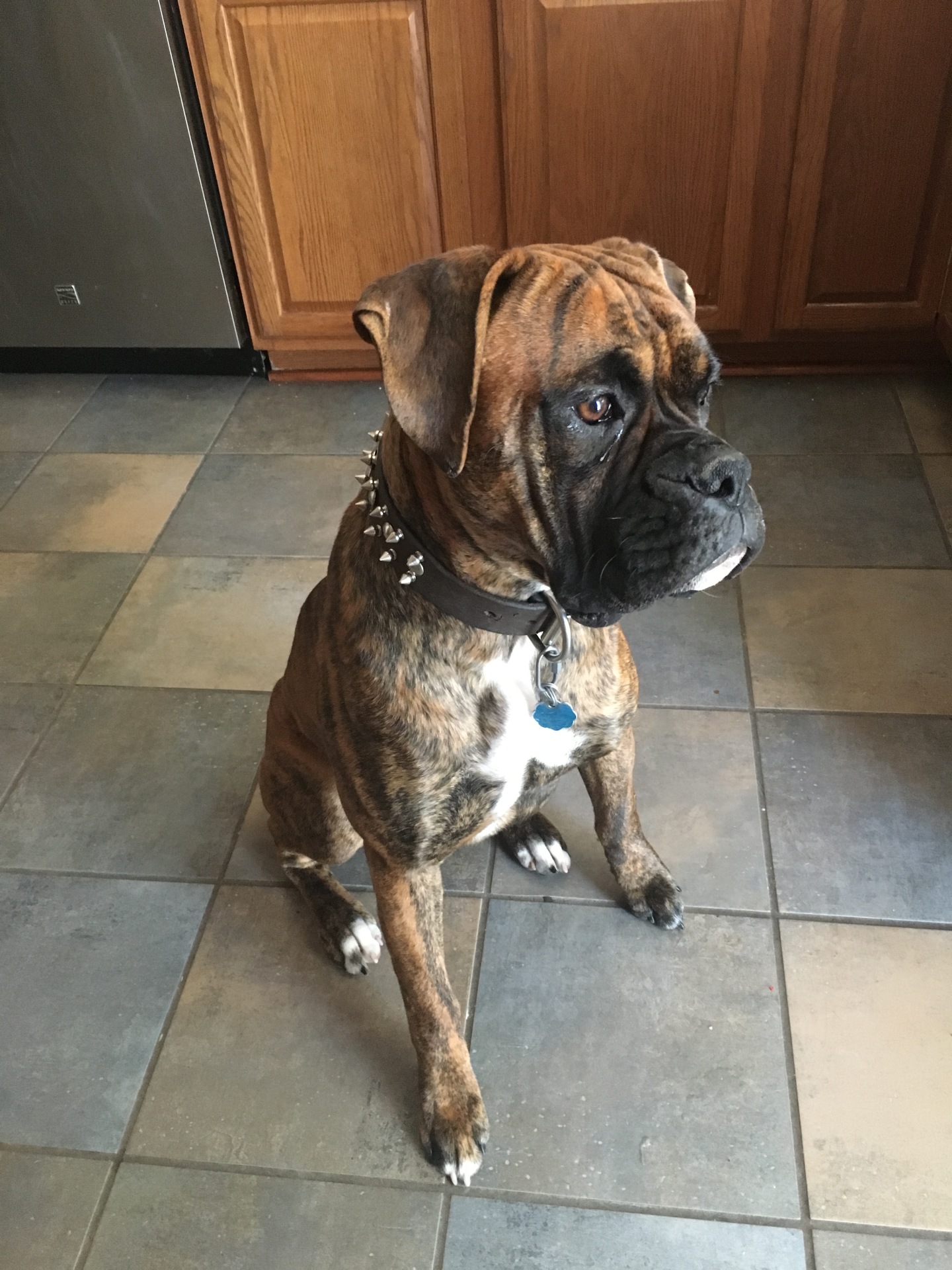 Boxer Puppies for sale in North Carolina
